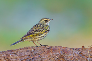 Very close up of  Rosy Pipit(Anthus roseatus) on the wood in nature of Thailand