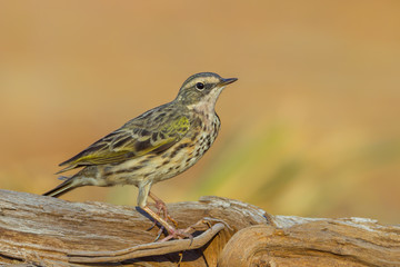 Close up of Rosy Pipit(Anthus roseatus) on the wood in nature