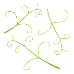 Tendrils of green peas  isolated on white. Collection.