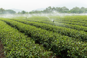 Fototapeta na wymiar Green tea plantation with cloud in asia