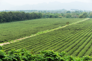 Water supply for green tea farm in TaiTung, TaiWan