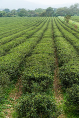 Fototapeta na wymiar Watering by springer in tea farm