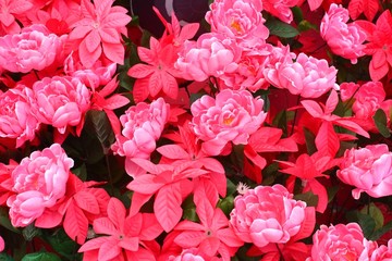 The pink flower background