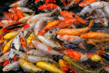 Obraz na płótnie Canvas Multicolored Koi fish
