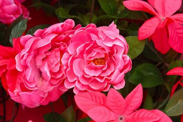 The pink flower background