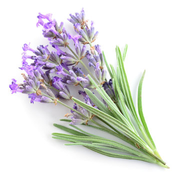 Fototapeta Lavender isolated