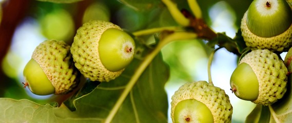 Close up of foliage and acorns on a oak tree © lehmannw