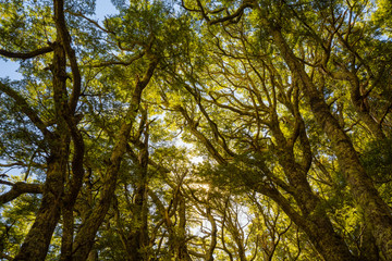beautiful beech forest