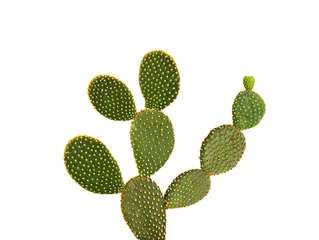 Photo sur Plexiglas Cactus Cactus Opuntia isolé sur fond blanc