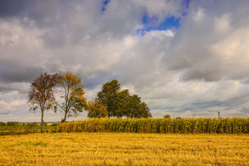 jesień na Podlasiu © Janusz Lipiński