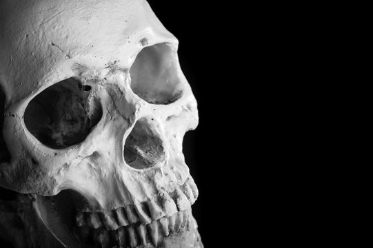 2 986 Best 骸骨 Images Stock Photos Vectors Adobe Stock