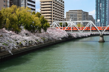 riverside sakura in Osaka, 大阪　大川の春