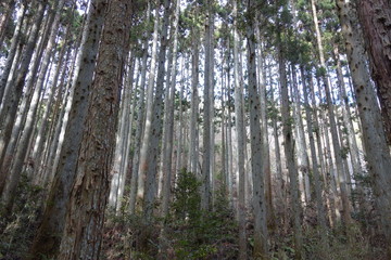 Fototapeta premium Forest of conifers