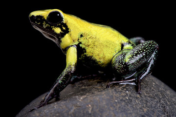  golden poison frog (Phyllobates terribilis)