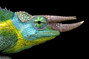 Acrylic prints Chameleon Jackson's chameleon (Trioceros jacksonii)