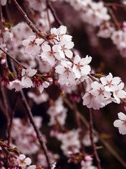 しだれ桜