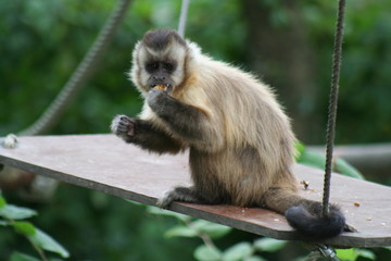 Singe ouistiti à pinceaux