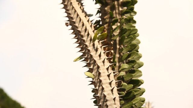 Macro succulent thorns
