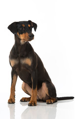 Pinscher