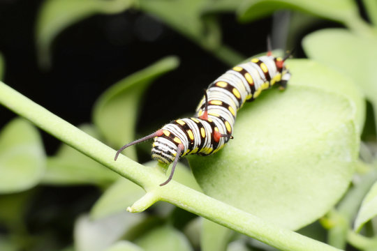 Worm of colorful butterflies.