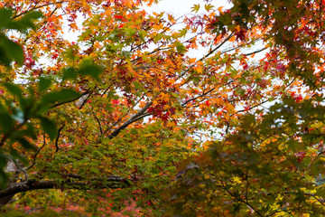 Fototapety  czerwone foliage liście klonu momiji w sezonie jesiennym