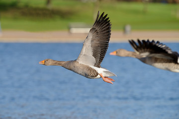 Greylag Goose, goose