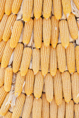 Corn from the farm to prepare sold after harvest.