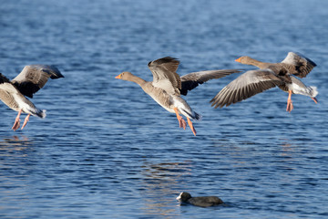 Greylag Goose, goose