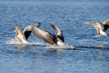 Greylag Goose, goose