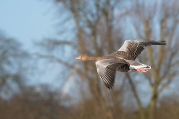 Greylag Goose, goose