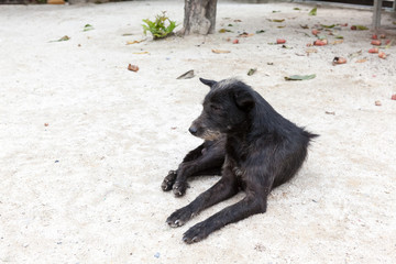 an street dog