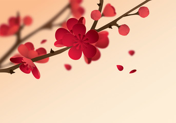 Plum blossom in spring