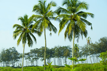 Fototapeta na wymiar palm tree trees, palm grove against the blue sky