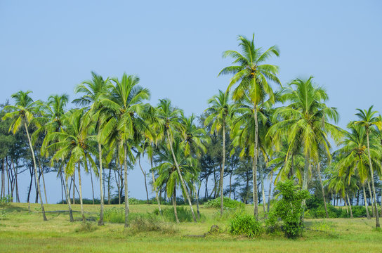palm tree trees, palm grove against the blue sky © rosetata