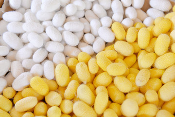 Two species of white cocoon, gold and silver as a raw material f