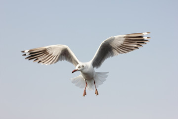 Seagull flying among sky