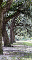 Line of Old Oaks in Park
