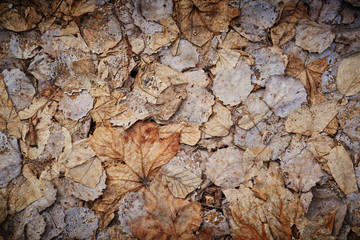 Dead Leaves