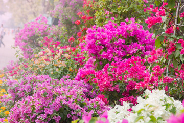 Fototapeta premium Colourful flowers decorative in the garden.