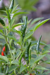 fresh chili tree in vegetable garden