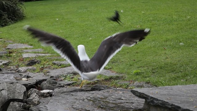 Animal behaviour at urban park. A single seagull imposing its authority to other individuals.