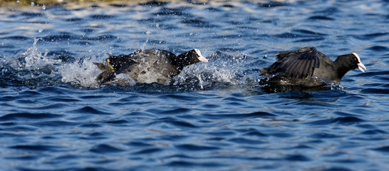 Eurasian Coot, Coot, Fulica atra