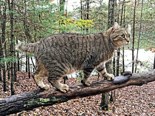 Obraz premium Highland Lynx cat walking on a log.