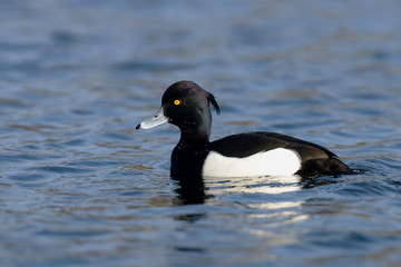 Tufted Duck, Aythya fuligula