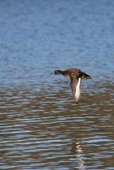 Tufted Duck, Aythya fuligula