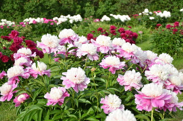 Many summer peony flowers 