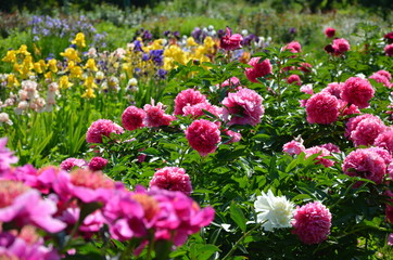 Fototapeta premium Blooming peony flowers 