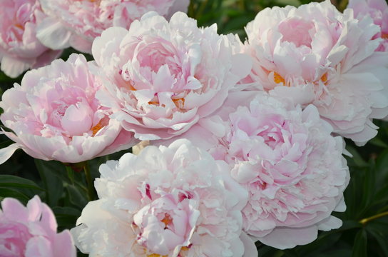 Summer peony flowers  