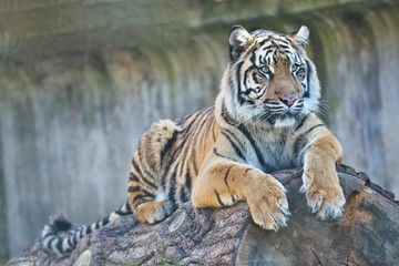 Fototapeta na wymiar young female Sumatran tiger, Panthera tigris sumatrae