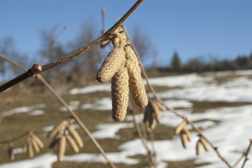 hazelnut on winter